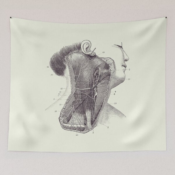Item preview, Circulatory System - Neck Diagram - Vintage Anatomy 2 designed and sold by VAposters.