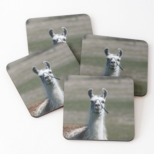 Item preview, Linda llama en pasto mirando a cámara designed and sold by Stretch Clendennen.