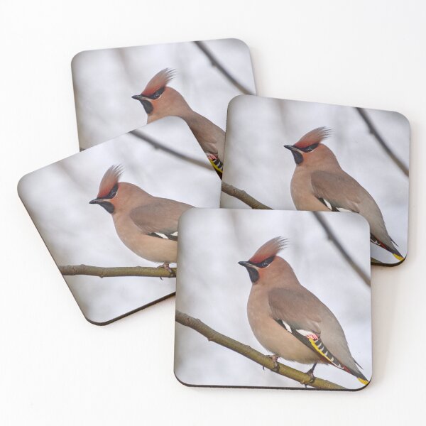 Item preview, Longtime punk. Bohemian waxwing designed and sold by Jouko Lehto Photography.