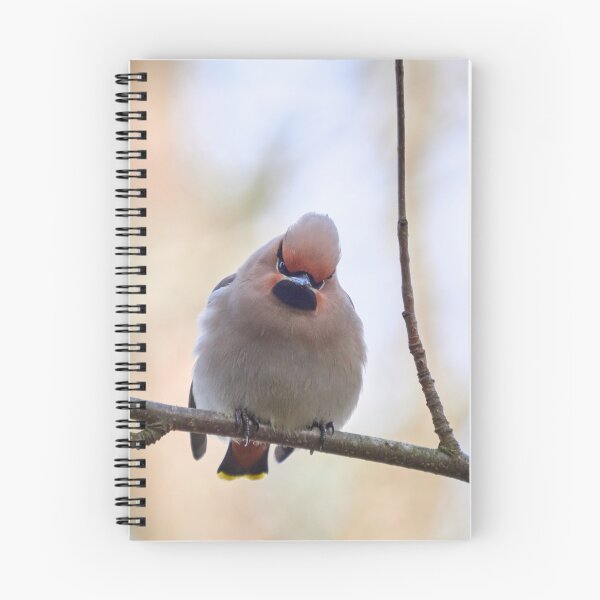 Item preview, Don't mess with me baby. Bohemian waxwing designed and sold by Jouko Lehto Photography.