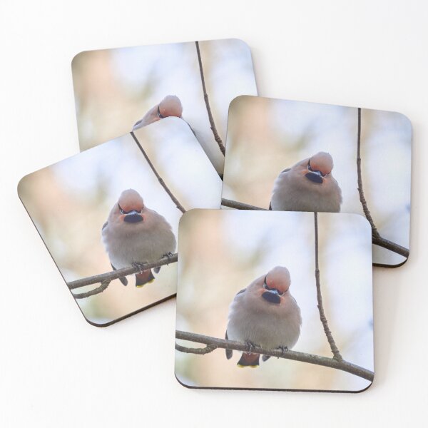 Item preview, Don't mess with me baby. Bohemian waxwing designed and sold by Jouko Lehto Photography.