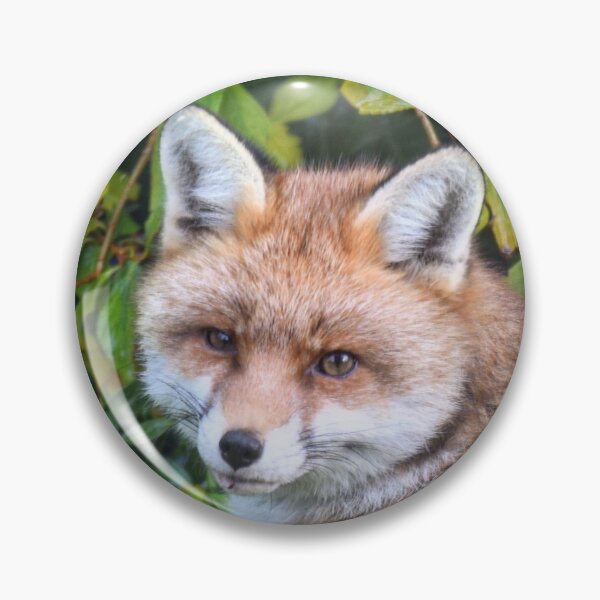 Item preview, Looking foxy designed and sold by Willtompsett.