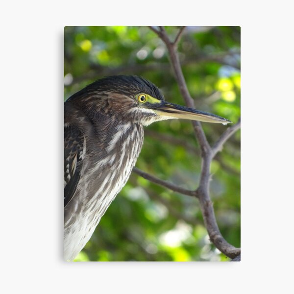 Profile - Perfil Canvas Print