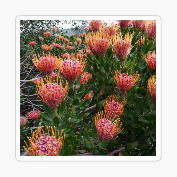 Perfect Pincushion Proteas Sticker