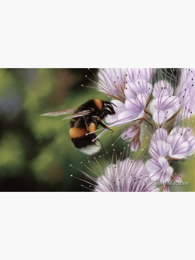 Bumblebee by richardmacwee