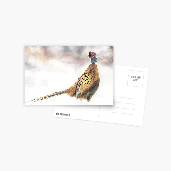 Pheasant in Snow Postcard