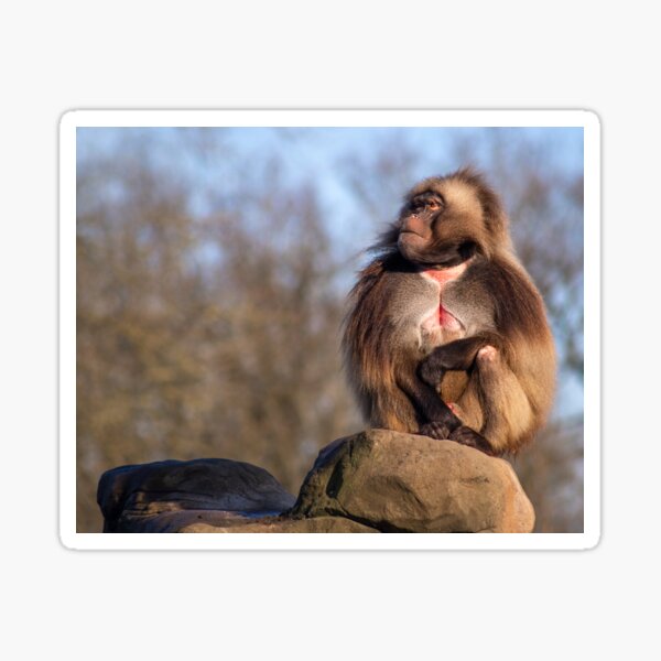 GELADA BABOON Sticker