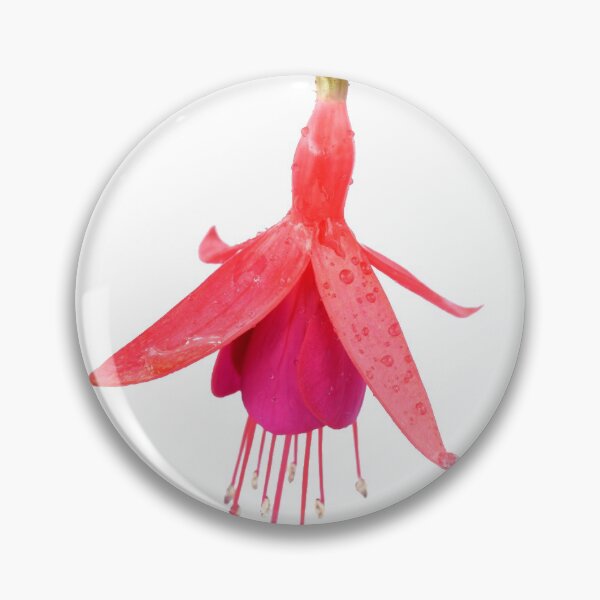 Item preview, Fuchsia 'Pink Fizz' designed and sold by Chris Burrows.