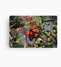 Butterfly Canvas Print