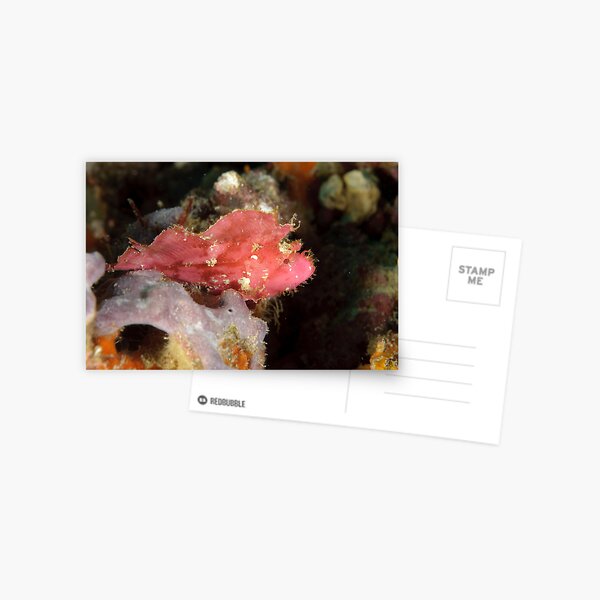 Leaf scorpionfish - Taenianotus triacanthus Postcard