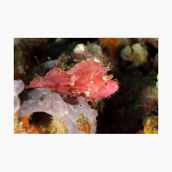 Leaf scorpionfish - Taenianotus triacanthus Photographic Print