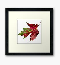 Fall Leaf Framed Print