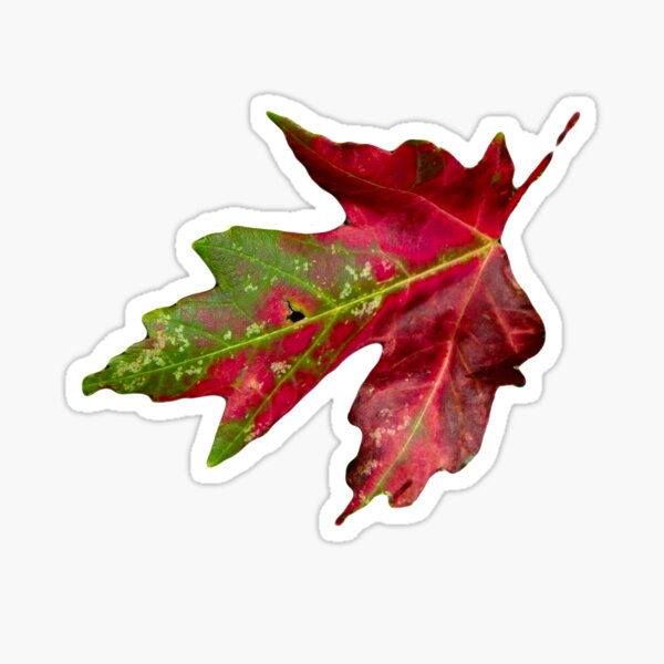 Item preview, Fall Leaf designed and sold by designingjudy.