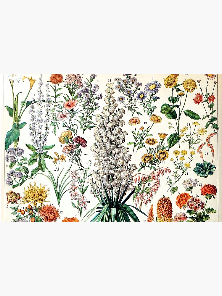 Adolphe Millot - Fleurs B - French vintage poster by DejaVuStudio