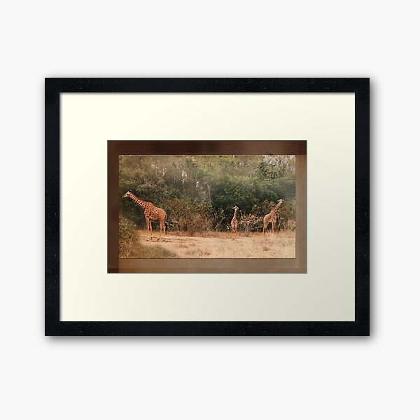 Giraffes ~ Carte Postale Framed Art Print