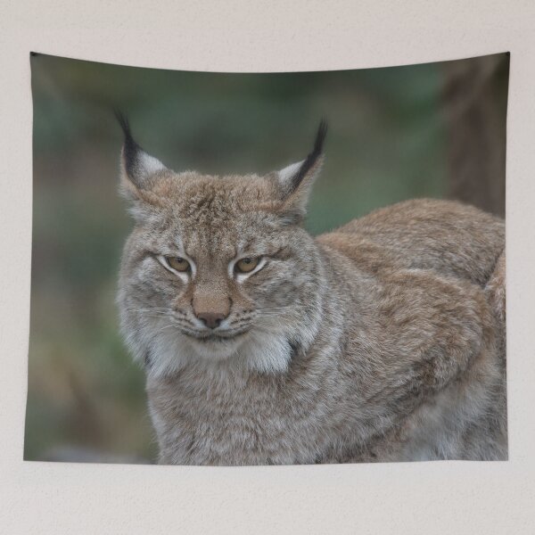 Artikelvorschau, Luchs schaut dich an entworfen und verkauft von rawshutterbug.