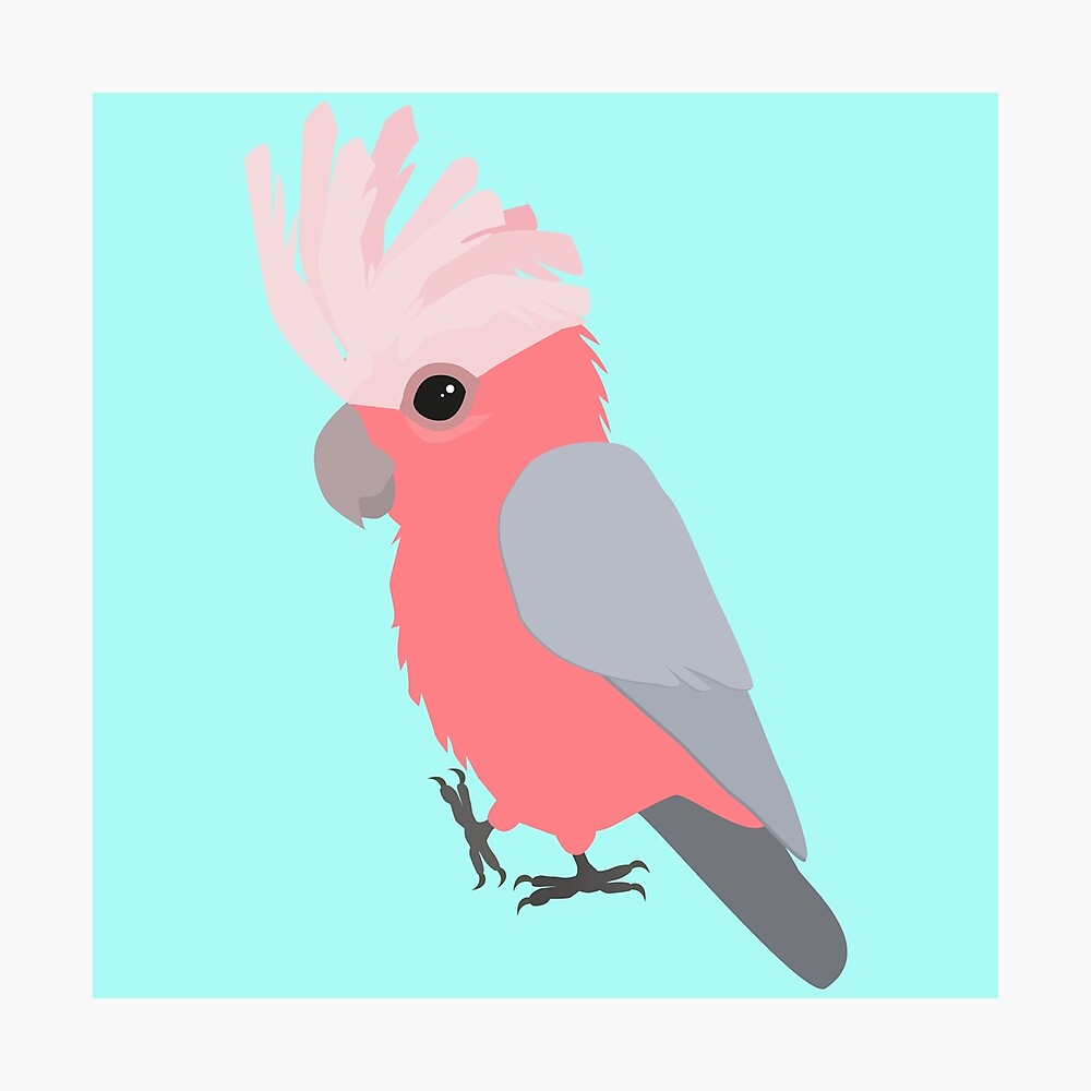 Australia Galah Cockatoo Birds Vintage Australian Travel Poster Advertisement 