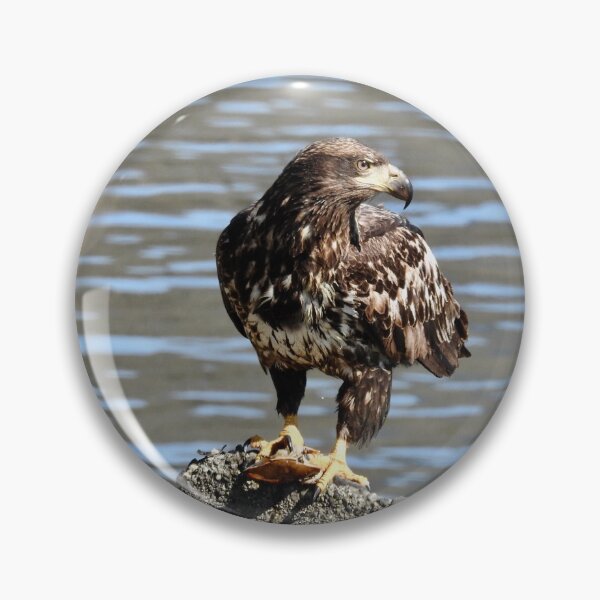 Item preview, Juvenile bald eagle designed and sold by RichImage.