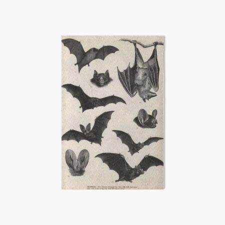 vintage victorian bat illustrations Art Board Print
