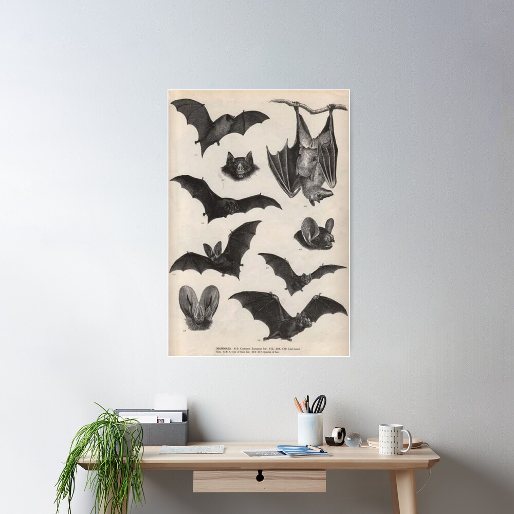 vintage victorian bat illustrations Poster