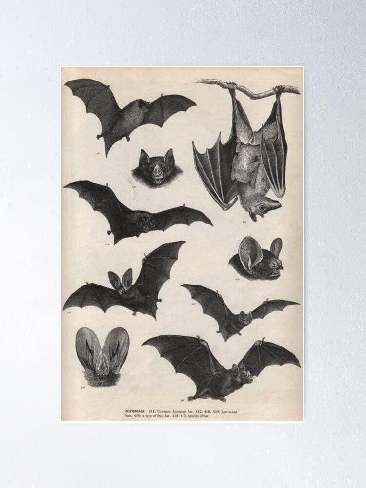 Alternate view of vintage victorian bat illustrations Poster