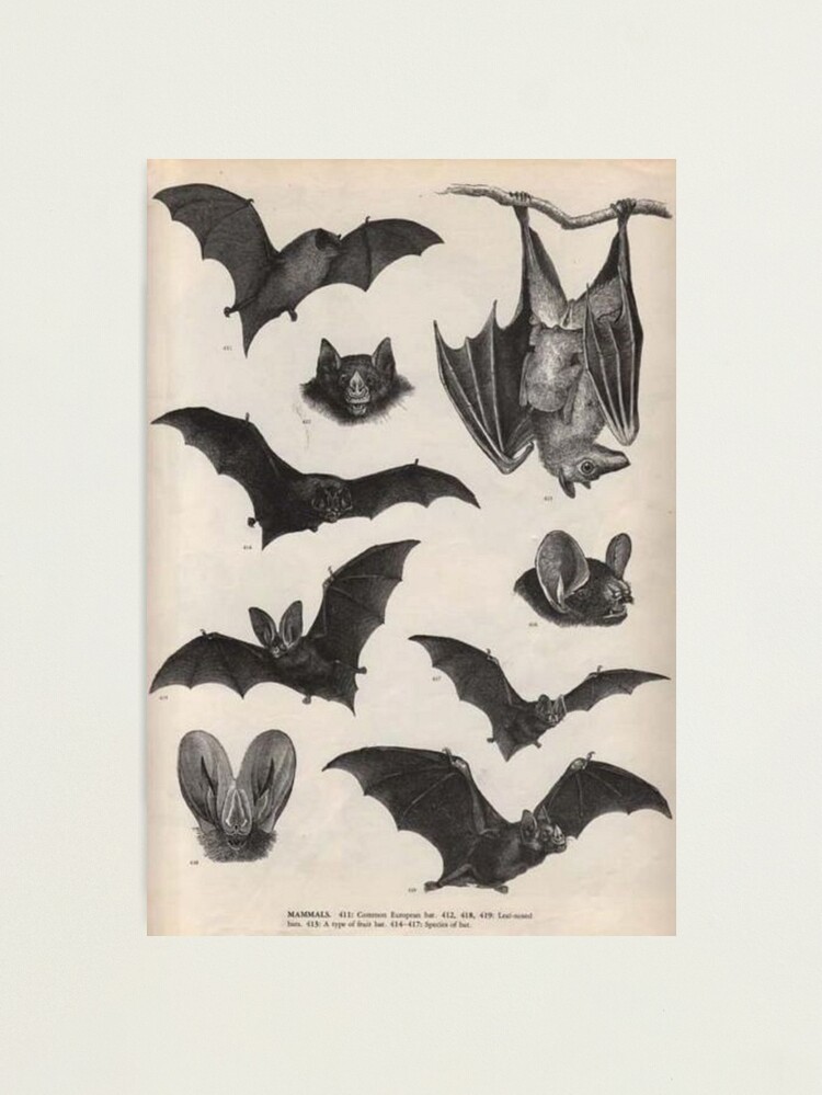 Alternate view of vintage victorian bat illustrations Photographic Print