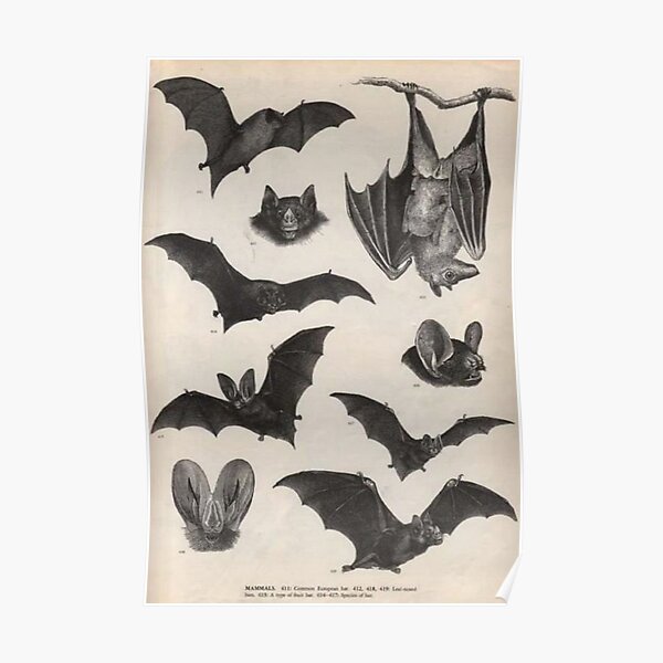 vintage victorian bat illustrations Poster