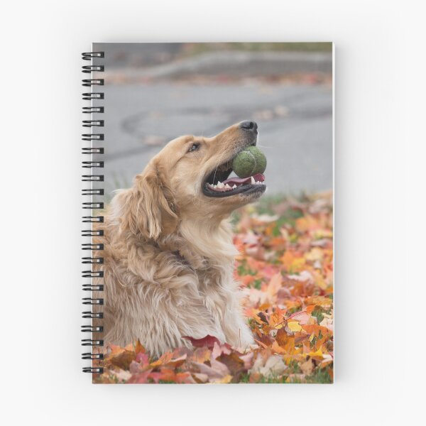 Item preview, Golden retriever lying on fall leaves designed and sold by LevyAmanda.