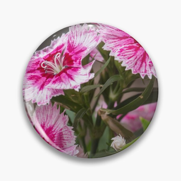 Item preview, Sweet William designed and sold by LevyAmanda.