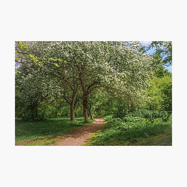 Spring Photographic Print