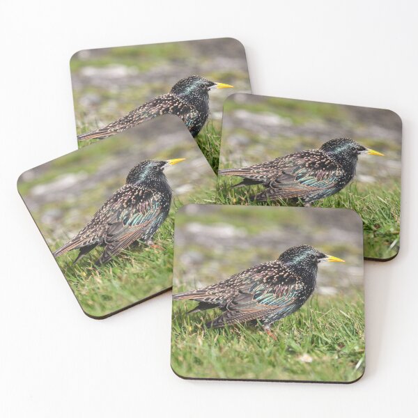 Item preview, Summer starling designed and sold by GreyFeatherPhot.