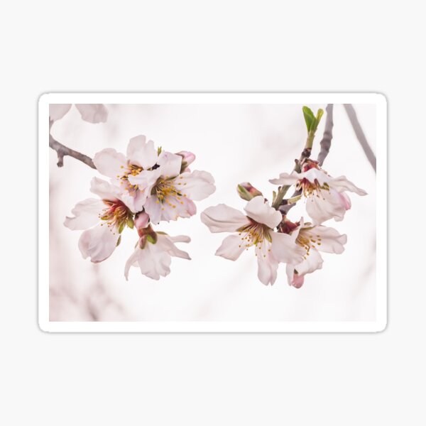 Almond Tree in Blossom - Close Up to Flowers Sticker