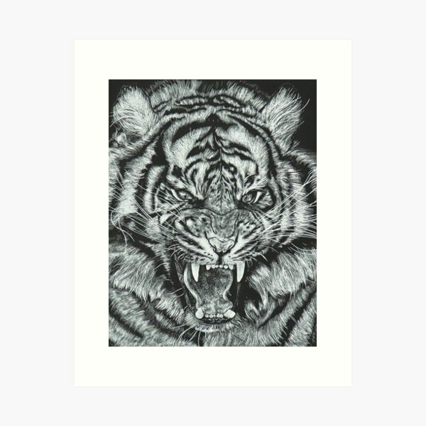 Beautiful, affordable scratchboard art print- Tiger