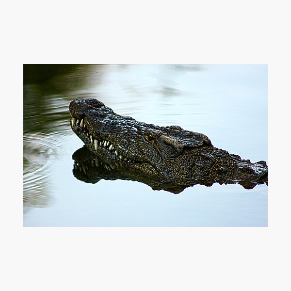 Item preview, Crocodile in the Wild designed and sold by Beata Morris.