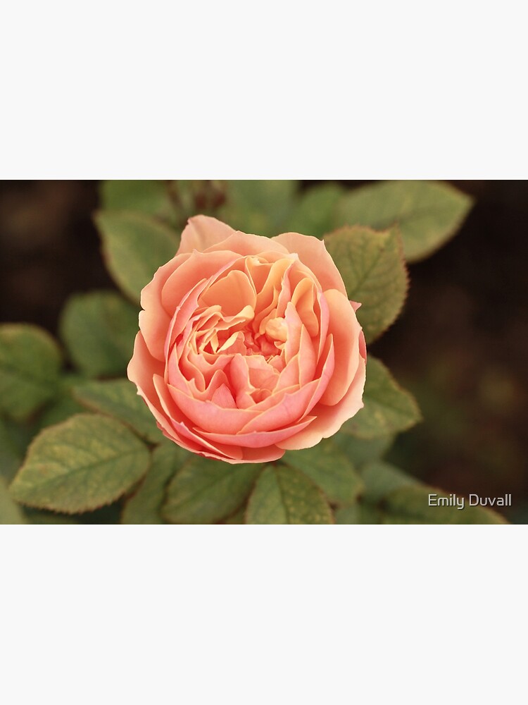 Coral Rose by PeaceAndBeauty