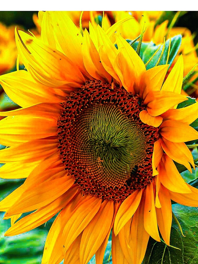 yellow flower blooming sunflower by Hujer