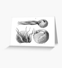 Vintage Natural History Mollusca Illustration Greeting Card