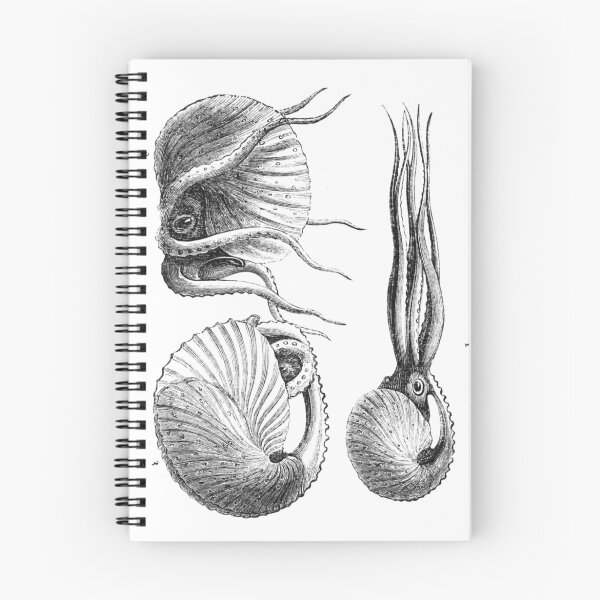 Item preview, Vintage Natural History Mollusca Illustration designed and sold by BravuraMedia.