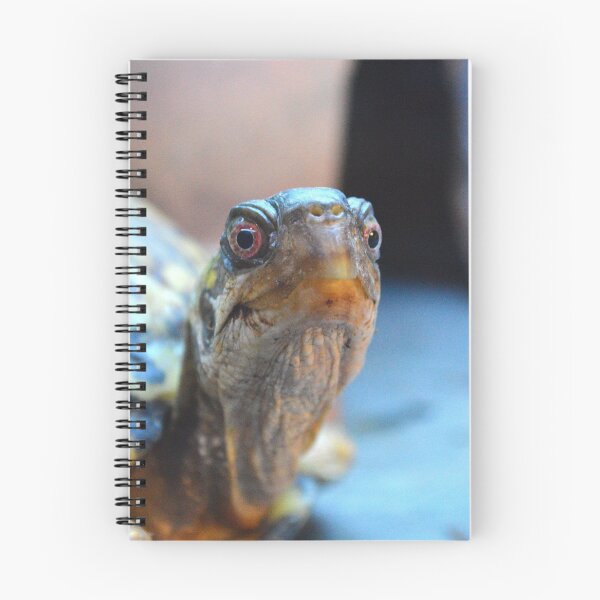 Item preview, Cute Box Turtle 3 designed and sold by Nature's Reflections.