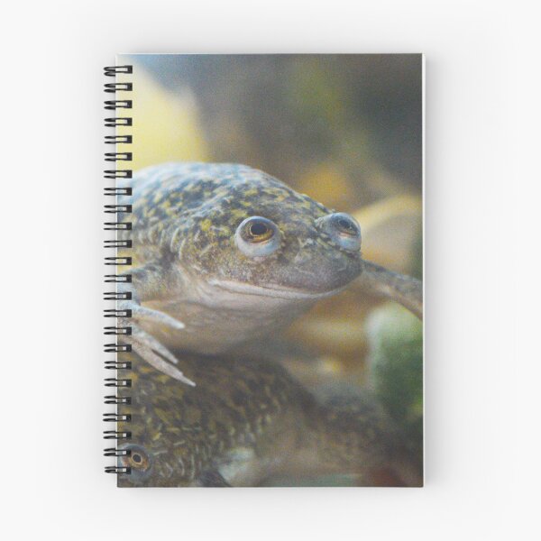 Item preview, African Clawed Frog II designed and sold by Nature's Reflections.