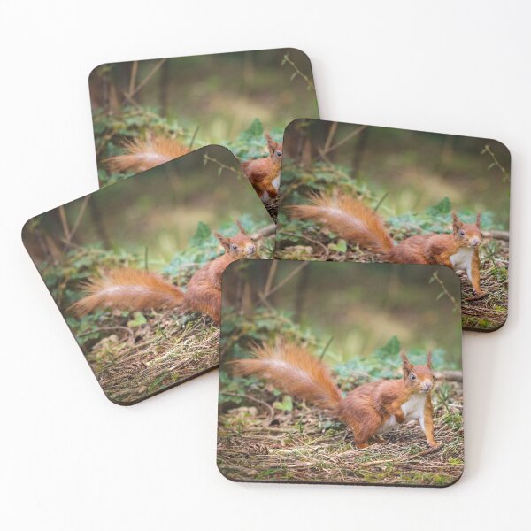 Item preview, Red Squirrel - Sciurus vulgaris designed and sold by heidipics.
