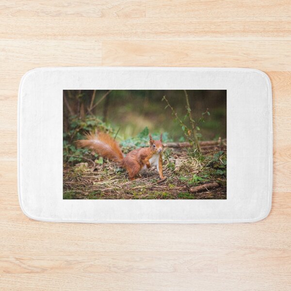 Item preview, Red Squirrel - Sciurus vulgaris designed and sold by heidipics.