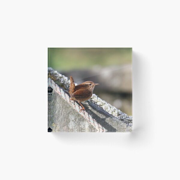 Item preview, Classic wren pose designed and sold by GreyFeatherPhot.