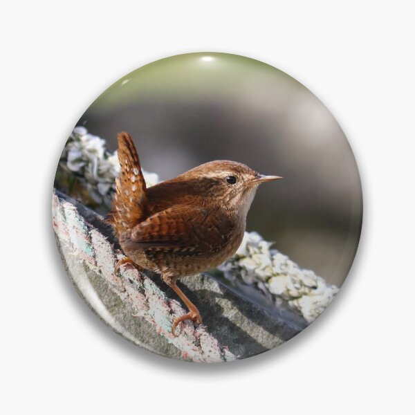 Item preview, Classic wren pose designed and sold by GreyFeatherPhot.