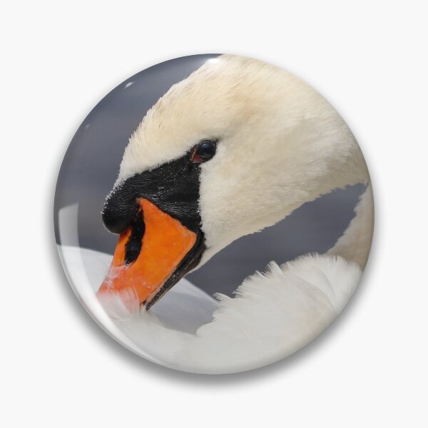 Item preview, Preening mute swan designed and sold by GreyFeatherPhot.