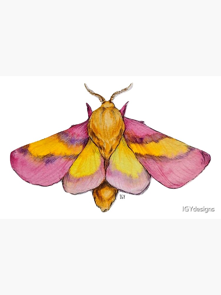 Rosy Maple Moth  o wonderful, wonderful