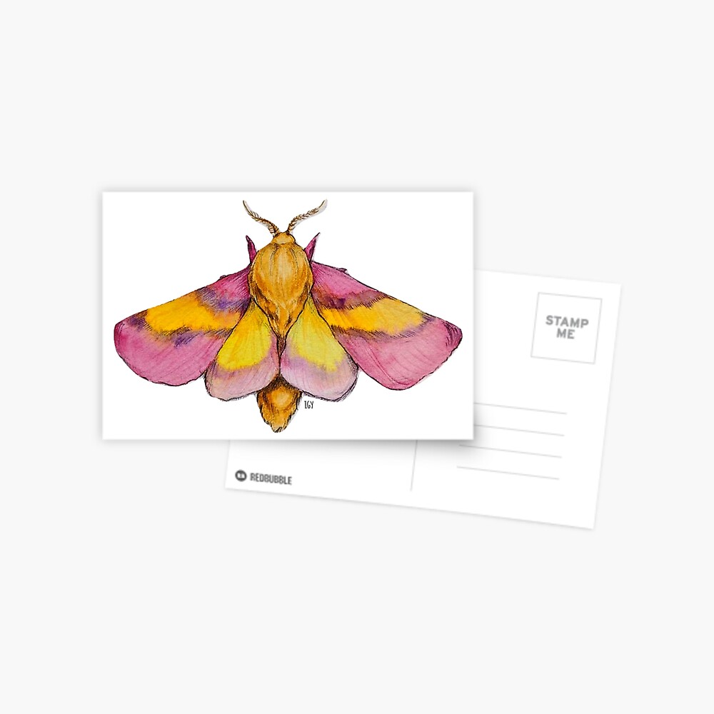 Real pink Rosy Maple moth framed taxidermy large female Dryocampa rubicunda