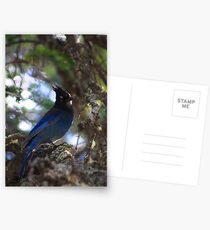 Stellar Jay Postcards