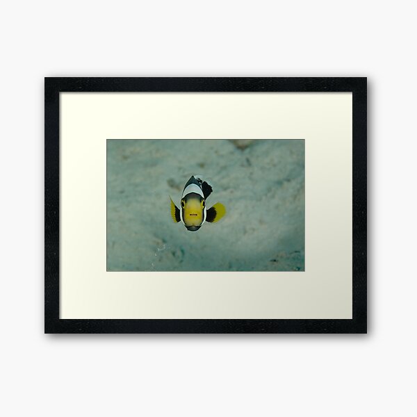 Juvenile saddleback anemonefish - Amphiprion polymnus Framed Art Print