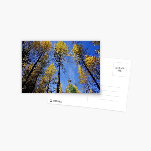 Larches in the Fall Postcard